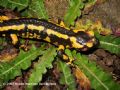 Salamandra salamandra fastuosa/bejarae